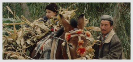 Child riding on top of a load of cornstalks